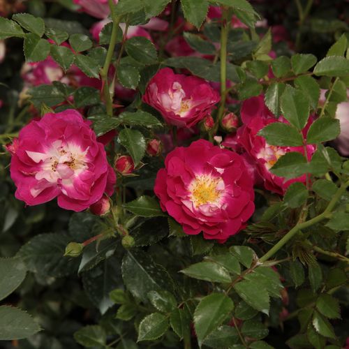 Fialovoružová - Stromková ruža s drobnými kvetmistromková ruža s kompaktným tvarom koruny